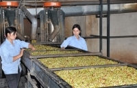 Quảng Trị: Trái ngọt sau 15 năm đồng hành