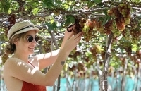 Sắp diễn ra Lễ hội nho và vang Ninh Thuận 2019