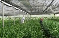 Hoạt động khoa học địa phương: Trên 70% được ứng dụng