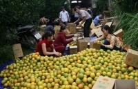 Sở hữu trí tuệ: Đòn bẩy cho sản phẩm chủ lực