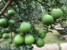 Đồng Nai bảo tồn và phát huy làng nghề truyền thống kết hợp với du lịch