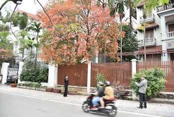Hà Nội rực sắc vàng, đỏ mùa cây thay lá