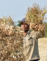 Nâng tầm cho tỏi Lý Sơn