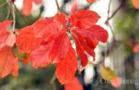 Hà Nội mùa cây thay lá