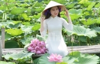 Ngọt ngào sắc hương sen Hồ Tây Hà Nội