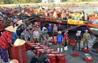 Nhộn nhịp bến cá Nghi Thủy, Cửa Lò