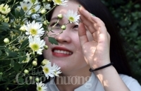 Cúc họa mi vào mùa, khoe sắc