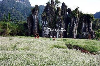 Lễ hội hoa tam giác mạch “Sắc hoa cao nguyên đá”