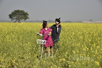 Nông dân thu bạc triệu mỗi ngày từ hoa cải