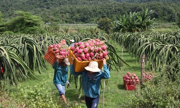 Trung Quốc mở cửa lại cho trái thanh long, Bộ Công Thương liên tục cảnh báo an toàn