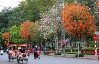 Đẹp nao lòng Hà Nội mùa cây thay lá