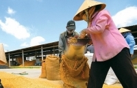 Giá giảm sâu, doanh nghiệp được đề nghị thu mua lúa gạo cho nông dân