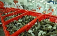 Thuế xuất khẩu tôm sang EU sẽ giảm mạnh