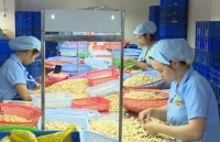 Tăng sức bật cho hạt điều xuất khẩu