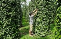 Xuất khẩu hồ tiêu: Để giữ vững vị thế dẫn đầu