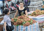 Hàng nghìn tấn vải thiều Hải Dương được tiêu thụ tại Hà Nội