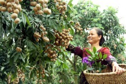 Xuất khẩu hàng hóa sang Australia tăng cao