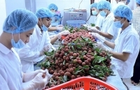 Kim ngạch xuất nhập khẩu cao nhất từ trước đến nay