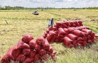 Gạo Việt có cơ hội “đoạt ngôi” gạo Thái Lan