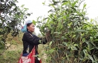 Chè hữu cơ bản Liền - độc đáo sản phẩm OCOP Lào Cai