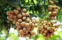 Chú trọng tuân thủ quy định xuất khẩu nhãn vào Úc