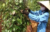 Để xuất khẩu hồ tiêu bền vững