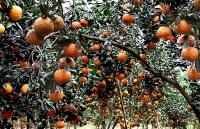 Dê núi Lâm Bình, cam Hàm Yên, mật ong Tuyên Quang thành sản phẩm OCOP