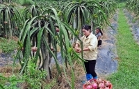 Vĩnh Phúc: Đẩy mạnh xúc tiến, tìm đầu ra cho sản phẩm OCOP