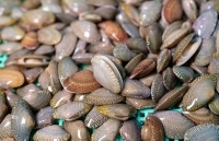 Thêm 3 loại thủy sản của Việt Nam được xuất khẩu vào Trung Quốc