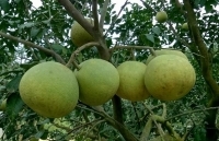 Yên Bái: 5 sản phẩm được xây dựng thành sản phẩm OCOP 3 sao