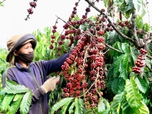 Thị trường Tây Ban Nha: Nhiều triển vọng xuất khẩu nhờ EVFTA