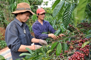 Bộ Công Thương “vào cuộc” xây dựng thương hiệu cho nông sản miền núi