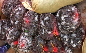 Quảng Ninh: Hơn 100 kg Cà ra nhập lậu từ Trung Quốc bị phát hiện