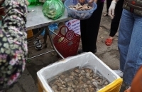 Ngao hai cùi đã được phép xuất khẩu chính ngạch vào Trung Quốc