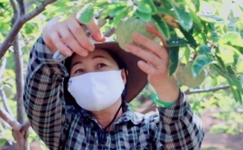 Quảng Ninh hỗ trợ phát triển na Đông Triều bền vững