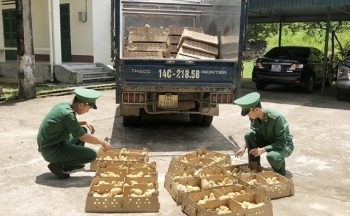 Quảng Ninh: Hàng nghìn con gà giống nhập lậu bị thu giữ
