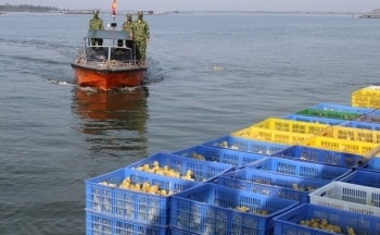 Quảng Ninh: Bắt giữ lượng lớn vịt giống vận chuyển trái phép trong đêm