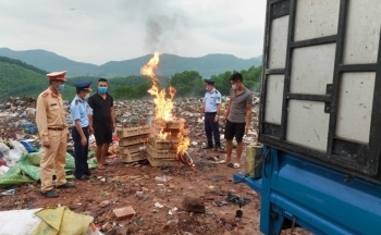 Quảng Ninh: Tiêu hủy hơn 1.300 con giống gia cầm không rõ nguồn gốc
