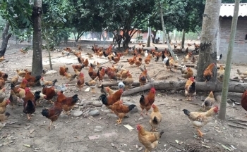 Quảng Ninh lần đầu tiên tổ chức hội thi“Vua gà”