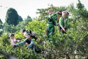 Yên Bái bảo tồn và phát triển vùng chè đặc sản Suối Giàng