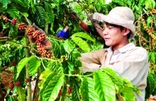 Project improves coffee quality in Lam Dong Province
