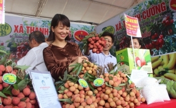 Khoảng 100 tấn vải thiều Việt Nam sẽ xuất khẩu sang bang Nam Úc và Tây Úc