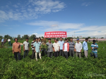 Viện Nghiên cứu Dầu và Cây có dầu: Khẳng định vị thế, uy tín trong hoạt động khoa học