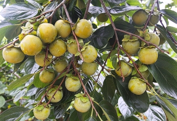 Lạng Sơn: Xúc tiến tiêu thụ 5.200 tấn hồng vành khuyên đến vụ thu hoạch