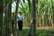 “Thuyền trưởng” mía đường Lam Sơn: Tìm lời giải cho đất và người trồng mía