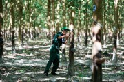 Giá cao su bật tăng, người trồng và doanh nghiệp phấn khích