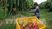 Thanh long ruột đỏ gấp đôi giá trong dịp Tết Nguyên Đán 2017