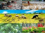 Ngành nông nghiệp năm 2016: Nhiều điểm sáng