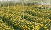 Giá hoa cúc Đà Lạt tăng vọt, gấp 2-3 lần ngày thường