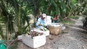 Vú sữa tím ở miền Tây được mùa, đắt giá